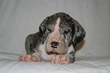 DOGUE ALLEMAND 727